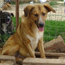 CORIN, Hund, Mischlingshund in Griechenland - Bild 5