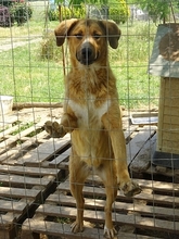 CORIN, Hund, Mischlingshund in Griechenland - Bild 6