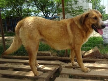 CORIN, Hund, Mischlingshund in Griechenland - Bild 7