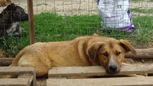CORIN, Hund, Mischlingshund in Griechenland - Bild 8