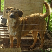 CORIN, Hund, Mischlingshund in Griechenland - Bild 9