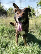 TEX, Hund, Mischlingshund in Slowakische Republik - Bild 2
