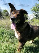 TEX, Hund, Mischlingshund in Slowakische Republik - Bild 3