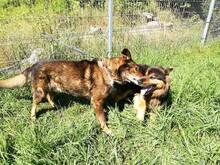 TEX, Hund, Mischlingshund in Slowakische Republik - Bild 6