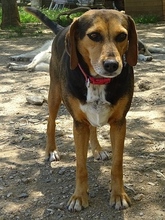 MORENA, Hund, Mischlingshund in Griechenland - Bild 1