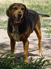 MORENA, Hund, Mischlingshund in Griechenland - Bild 10