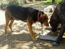 MORENA, Hund, Mischlingshund in Griechenland - Bild 11