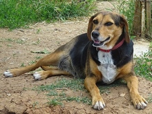 MORENA, Hund, Mischlingshund in Griechenland - Bild 2
