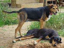 MORENA, Hund, Mischlingshund in Griechenland - Bild 3