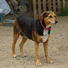 MORENA, Hund, Mischlingshund in Griechenland - Bild 4