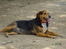 MORENA, Hund, Mischlingshund in Griechenland - Bild 5
