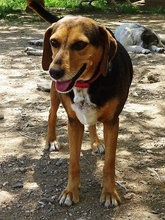MORENA, Hund, Mischlingshund in Griechenland - Bild 6