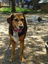 MORENA, Hund, Mischlingshund in Griechenland - Bild 7