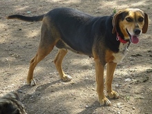 MORENA, Hund, Mischlingshund in Griechenland - Bild 8