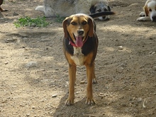 MORENA, Hund, Mischlingshund in Griechenland - Bild 9