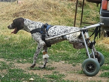BETTY, Hund, Pointer in Griechenland - Bild 2