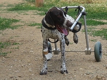 BETTY, Hund, Pointer in Griechenland - Bild 4
