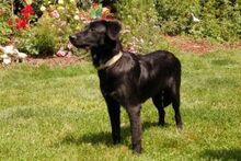 BLACK COOKIE, Hund, Mischlingshund in Lauf - Bild 8