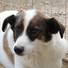 JAMISON, Hund, Mischlingshund in Griechenland - Bild 1