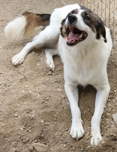 JAMISON, Hund, Mischlingshund in Griechenland - Bild 2