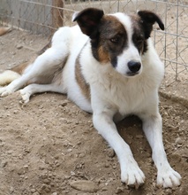 JAMISON, Hund, Mischlingshund in Griechenland - Bild 3