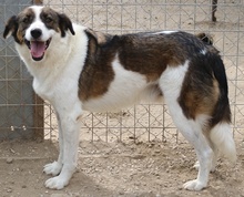 JAMISON, Hund, Mischlingshund in Griechenland - Bild 6