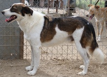 JAMISON, Hund, Mischlingshund in Griechenland - Bild 7