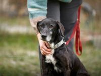 BRANCO, Hund, Mischlingshund in Oberviechtach - Bild 4