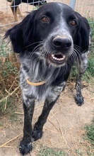 KENO, Hund, Mischlingshund in Griechenland - Bild 3