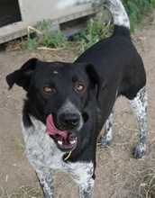 GASPARO, Hund, Mischlingshund in Griechenland - Bild 2