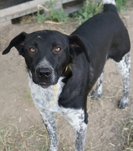 GASPARO, Hund, Mischlingshund in Griechenland - Bild 4