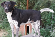 GASPARO, Hund, Mischlingshund in Griechenland - Bild 5