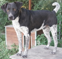 GASPARO, Hund, Mischlingshund in Griechenland - Bild 6