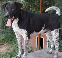 GASPARO, Hund, Mischlingshund in Griechenland - Bild 7