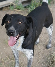 GASPARO, Hund, Mischlingshund in Griechenland - Bild 8