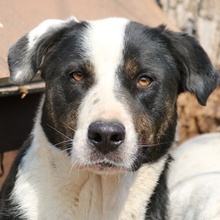 ULYSSES, Hund, Mischlingshund in Griechenland - Bild 1