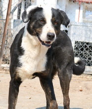 ULYSSES, Hund, Mischlingshund in Griechenland - Bild 2