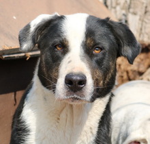 ULYSSES, Hund, Mischlingshund in Griechenland - Bild 3