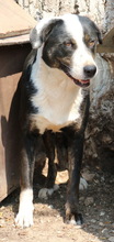 ULYSSES, Hund, Mischlingshund in Griechenland - Bild 4