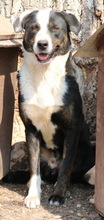 ULYSSES, Hund, Mischlingshund in Griechenland - Bild 5