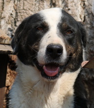 ULYSSES, Hund, Mischlingshund in Griechenland - Bild 6