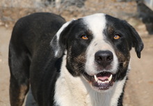 ULYSSES, Hund, Mischlingshund in Griechenland - Bild 7