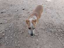 KIRA, Hund, Mischlingshund in Spanien - Bild 3