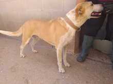 KIRA, Hund, Mischlingshund in Spanien - Bild 8