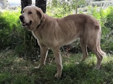 TOMAS, Hund, Mischlingshund in Spanien - Bild 1