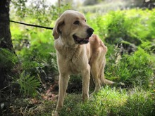 TOMAS, Hund, Mischlingshund in Spanien - Bild 2