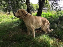 TOMAS, Hund, Mischlingshund in Spanien - Bild 4