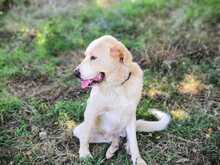 TOMAS, Hund, Mischlingshund in Spanien - Bild 5
