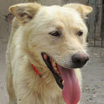 LOAH, Hund, Mischlingshund in Spanien - Bild 1