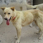LOAH, Hund, Mischlingshund in Spanien - Bild 2